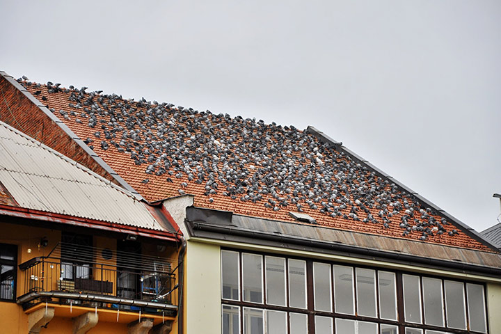 A2B Pest Control are able to install spikes to deter birds from roofs in Droylsden. 