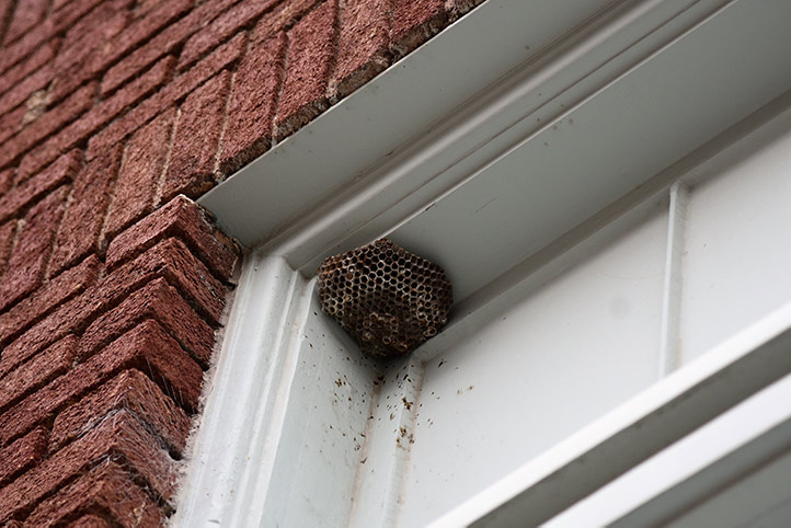 We provide a wasp nest removal service for domestic and commercial properties in Droylsden.